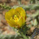 Cylindropuntia versicolor, Hwy 86, southern AZ, Michelle Cloud-Hughes