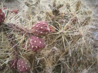 Cylindropuntia whipplei var. enodis