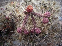 Cylindropuntia whipplei var. enodis