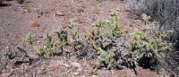 Cylindropuntia whipplei var. whipplei