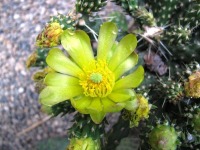 Cylindropuntia whipplei