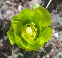 Cylindropuntia whipplei