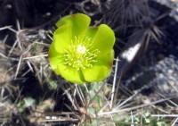 Cylindropuntia whipplei