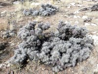 Cylindropuntia whipplei var. whipplei