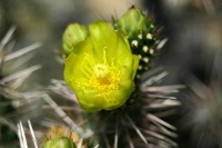Cylindropuntia whipplei, garden plant