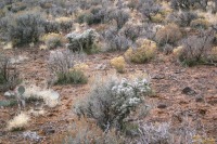 Cylindropuntia whipplei, AZ