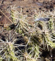Cylindropuntia whipplei, Kingman, AZ
