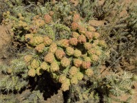 Cylindropuntia whipplei var. enodis, fruit, Meadview, AZ, Michelle Cloud-Hughes