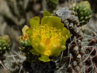 Cylindropuntia whipplei var whipplei, Canyon de Chelly, Michelle Cloud-Hughes