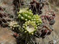 Cylindropuntia whipplei var whipplei, Canyon de Chelly, Michelle Cloud-Hughes