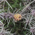 Cylindropuntia whipplei, Mike Hector
