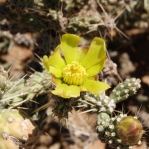 Cylindropuntia whipplei, near Dolan Springs, AZ