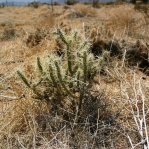 Cylindropuntia whipplei, Charles Parker
