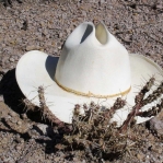 Cylindropuntia whipplei, Kingman, AZ
