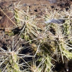 Cylindropuntia whipplei, Kingman, AZ