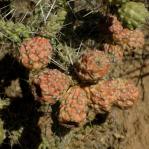 Cylindropuntia whipplei var. enodis, fruit, Meadview, AZ, Michelle Cloud-Hughes