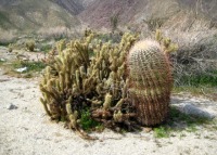 Cylindropuntia wolfii
