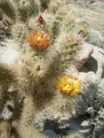 Cylindropuntia wolfii, Steve Plath