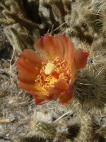 Cylindropuntia wolfii flower, Steve Plath