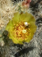 Cylindropuntia wolfii flower, Steve Plath
