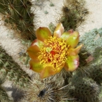 Cylidropuntia wolfii, flower, Michelle Cloud-Hughes