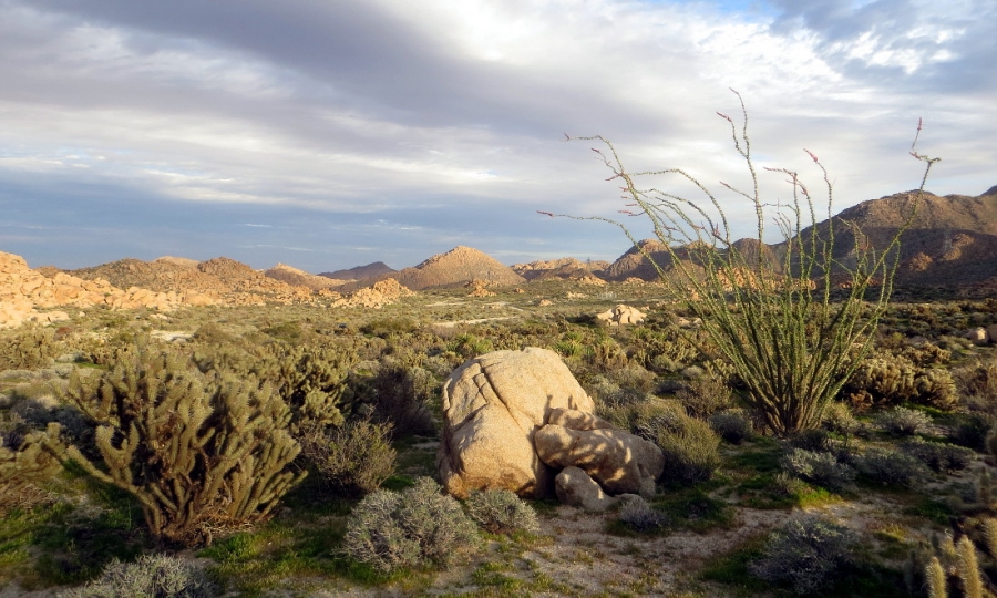 Cylidropuntia wolfii at type locality, Michelle Cloud-Hughes