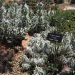 Corynopuntia clavata, Grand Junction Botanical Garden, Grand Junction, CO