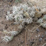 Corynopuntia clavata, Rio Grade Botanical Gardens, Albuquerque, NM