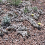 Corynopuntia clavata, Sevilleta National Wildlife Refuge, NM