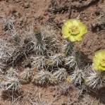 Corynopuntia clavata, near Santa Fe, NM, JN Stuart