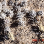 Corynopuntia clavata, Espanola, NM