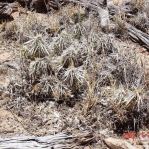 Corynopuntia clavata, Valley of Fires Recreation Area, Carrizozo, NM