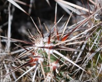 Corynopuntia parishii, Don Davis