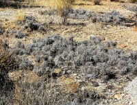Corynopuntia parishii