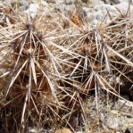 Corynopuntia parishii, Meadview, AZ