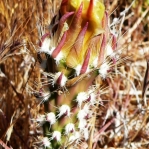 Corynopuntia parishii, flower bud