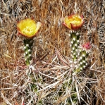 Corynopuntia parishii, flowers