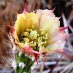 Corynopuntia parishii, flower