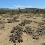 Corynopuntia parishii, habitat, Meadview, AZ, Michelle Cloud-Hughes