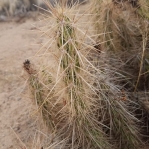 Corynopuntia wrightiana, near Centennial, AZ, Michiel Pillet