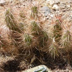 Corynopuntia wrightiana, Quartzite, AZ, Nancy Hussey