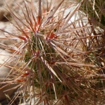 Corynopuntia wrightiana, Quartzite, AZ, Nancy Hussey