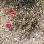Micropuntia pulchella, garden plant