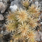 Cylindropuntia tunicata, Mexico, Amante Darmanin