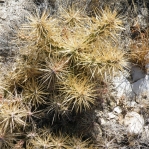 Cylindropuntia tunicata, Mexico, Amante Darmanin