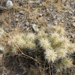 Cylindropuntia tunicata, Mexico