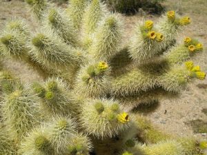 Cylindropuntia bigelovii