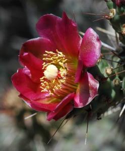 Cylindropuntia prolifera