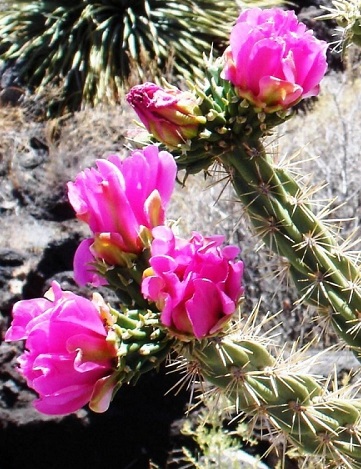 Cylindropuntia imbricata