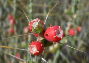 Cylindropuntia leptocaulis